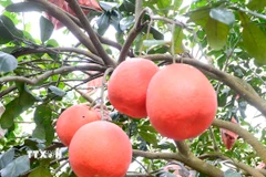 Bưởi đỏ Luận Văn chín đỏ. (Ảnh: Hoa Mai/TTXVN)