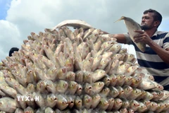  (Tư liệu) Người dân bày bán cá hilsa tại Chattogram, Bangladesh, ngày 25/7/2022. (Ảnh: THX/TTXVN)