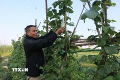 Người dân xã Tam Giang, tỉnh Bắc Ninh tích cực trồng cây vụ Đông với mong muốn mở rộng trồng cây vụ Đông bù đắp vụ mùa ngập lụt. (Ảnh: Thái Hùng/TTXVN)