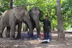 “Chăn voi” giữa rừng già Tây Nguyên