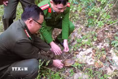 Thả cá thể Rùa hộp trán vàng miền Bắc quý hiếm về môi trường tự nhiên trong Khu bảo tồn thiên nhiên Pù Huống. (Ảnh: TTXVN phát)
