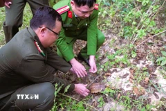 Thả cá thể Rùa hộp trán vàng miền Bắc quý hiếm về môi trường tự nhiên trong Khu bảo tồn thiên nhiên Pù Huống. (Ảnh: TTXVN phát)