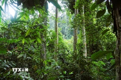 Trong Tiểu khu 240 giữa đại ngàn Pù Huống rất dễ bắt gặp các loài cây đặc trưng mang tính chỉ thị như trai lý, nghiến, đinh, ruối ô rô... (Ảnh: Xuân Tiến/TTXVN)