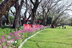 Du khách lưu giữ những hình ảnh đẹp ngày đầu xuân bên hàng cây sưa được công nhận là cây di sản Việt Nam ở làng sinh thái Hương Trà. (Ảnh: Đỗ Trưởng/TTXVN)