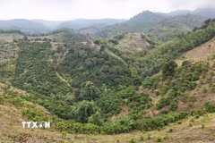 Tỉnh Lâm Đồng khẩn trương rà soát, xác định ranh giới đất lâm nghiệp góp phần ngăn chặn tranh chấp, lấn chiếm đất rừng. (Ảnh tư liệu: Nguyễn Huy Thành/TTXVN)