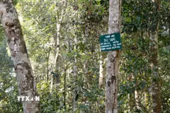 Rừng phòng hộ Nam Cát Tiên có vai trò quan trọng trong gìn giữ, bảo vệ nguồn nước, hạn chế thiên tai, sạt lở đất. (Ảnh tư liệu: Hưng Thịnh/TTXVN)