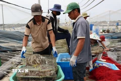 Với 34 tấn/lứa, trước đây hợp tác xã Chợ Bến chỉ cần 1 tuần là tiêu thụ hết, đến nay đã hơn 1 tháng vẫn chưa bán hết tôm nuôi trong các ao. (Ảnh: Hoàng Nhị/TTXVN)