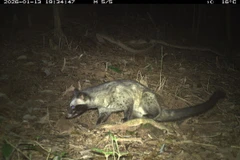 Việc ghi nhận được số lượng loài tương đối đa dạng thông qua phương pháp giám sát không xâm lấn cho thấy khu vực nghiên cứu vẫn còn duy trì các điều kiện sinh thái phù hợp cho sự tồn tại của nhiều nhóm động vật rừng. (Ảnh: BQL)