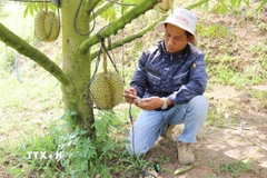 Kỹ thuật viên của trang trại Sakura Farm (xã Đông Khánh Sơn, Khánh Hòa) sử dụng thiết bị kiểm tra, phân tích, chẩn đoán “sức khỏe” của đất trồng cây sầu riêng, đưa ra các chỉ số chính xác và khuyến nghị phương án xử lý kịp thời. (Ảnh: Nguyễn Thành/TTXVN)