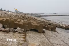 Các cấu kiện bê tông vững chắc được xếp đè lên mái đê nhằm tránh vị trí sạt sập lan rộng khi thủy triều lên xuống. (Ảnh: Công Luật/TTXVN)