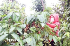 Nông dân trồng cà phê Robusta tại Đắk Lắk đang thu hoạch. (Ảnh: Kha Phạm/TTXVN)