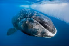 Cá voi đầu cong. (Ảnh: Paul Nicklen)