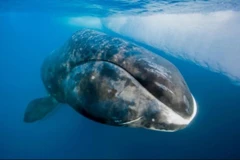 Cá voi đầu cong. (Ảnh: Paul Nicklen)