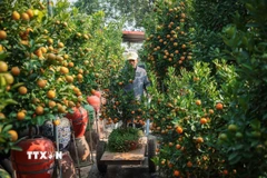 Quất Tứ Liên với quả to, đều, mã đẹp đã sẵn sàng phục vụ nhu cầu người dân dịp Tết nguyên đán. (Ảnh: Hoàng Hiếu/TTXVN)