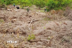 Hiện trường vụ phá rừng tại tiểu khu 1371, xã Uar, tỉnh Gia Lai. (Ảnh: Hoài Nam/TTXVN)