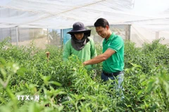 Anh Nguyễn Viết Tự (phải) và cán bộ kỹ thuật của hợp tác xã kiểm tra vườn ớt hiểm chuẩn bị thu hoạch để xuất khẩu đi các nước Châu Âu. (Ảnh: Hoàng Nhị/TTXVN)