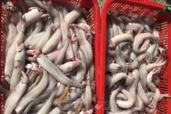 (Ảnh minh họa: Thanh Thủy/TTXVN)