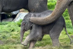 Cá thể voi conchâu Á chào đời hôm 21/8 tại vườn thú Pairi Daiza (Bỉ). (Ảnh : TTXVN phát)