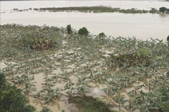 Mực nước sông Hồng đoạn chảy qua Thủ đô Hà Nội dâng cao ảnh hưởng đến các loại cây trồng của người dân ven sông Hồng. (Ảnh: Vũ Quang/TTXVN)