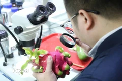 Hoa quả tươi được lực lượng Kiểm dịch thực vật cửa khẩu Tân Thanh (Lạng Sơn) kiểm tra trực quan. (Ảnh: Quang Duy/TTXVN)