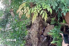 Cây Mán đĩa mọc rải rác trong rừng ở nhiều nơi trong tỉnh Quảng Trị. (Ảnh: TTXN phát)