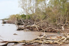 Đai rừng với hệ sinh thái gồm cây đước, cây bần, cây mắm... đã bị nước biển xâm thực. (Ảnh: Hữu Chí/TTXVN)