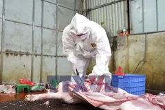 Tích cực giám sát, kiểm soát an toàn thực phẩm cuối năm