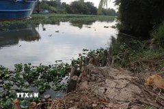 Một số các điểm sạt lở trên kênh Dương Văn Dương. (Ảnh: Đức Hạnh/TTXVN)