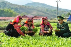 Giúp đồng bào dân tộc thiểu số phát triển kinh tế, xóa đói, giảm nghèo. (Ảnh: TTXVN phát)