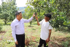 Cây mắc ca là một trong những cây trồng chủ lực cho giá trị kinh tế cao của xã vùng biên Quảng Trực, tỉnh Lâm Đồng. (Ảnh: Nguyễn Huy Thành/TTXVN)