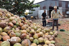 Cơ sở thu mua dừa khô ở xã Nhị Long, tỉnh Vĩnh Long tập kết dừa chuẩn bị đưa đi tiêu thụ. (Ảnh: Thanh Hòa/TTXVN)