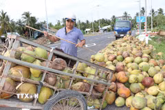 Nông dân phường Nguyệt Hóa, tỉnh Vĩnh Long thu hoạch dừa khô. (Ảnh: Thanh Hòa/TTXVN)