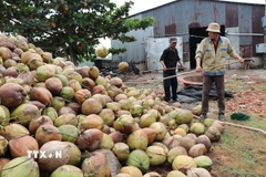 Cơ sở thu mua dừa khô ở xã Nhị Long, tỉnh Vĩnh Long tập kết dừa chuẩn bị đưa đi tiêu thụ. (Ảnh: Thanh Hòa/TTXVN)