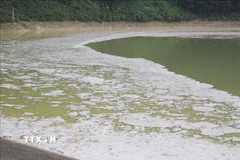 Ảnh minh họa, (Ảnh: Quân Trang?TTXVN)