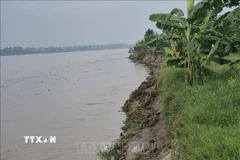 Sạt lở nghiêm trọng tại bờ vở sông Thao, đoạn qua xã Lâm Thao, tỉnh Phú Thọ. (Ảnh: Tạ Toàn/TTXVN)