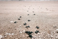 Rùa con trở về biển trong khu vực Vườn quốc gia Núi Chúa (xã Vĩnh Hải, tỉnh Khánh Hòa). (Ảnh: Nguyễn Thành/ TTXVN)