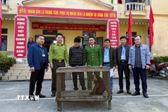 Cá thể Khỉ mặt đỏ quý, hiếm nặng 6kg được người dân giao nộp cho lực lượng chức năng trong sáng ngày 25/11/2025. (Ảnh: TTXVN phát)
