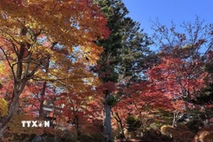 Đền Tenrikyo Nikkodai được bao quanh bởi những tán lá mùa thu rực rỡ. (Ảnh: Nguyễn Tuyến/TTXVN)