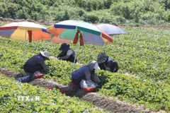 Nông dân làm việc trên cánh đồng dưới trời nắng gay gắt tại Nam Gyeongsang, Hàn Quốc. (Ảnh: Yonhap/TTXVN phát)