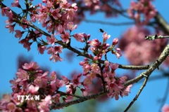 Mai anh đào là giống cây rừng, được đưa về trồng trên đường phố Đà Lạt làm cảnh từ nhiều thập kỷ trước. (Ảnh: Chu Quốc Hùng/TTXVN)