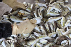 Việc xử lý chế biến thông thường hay phơi khô, độc tố này chưa bị phá hủy. (Ảnh: Xuân Tiến/TTXVN) 