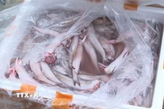 Số cá khoai sử dụng chất cấm (Formol) để bảo quản bị lực lượng chức năng thu giữ. (Ảnh: TTXVN phát)