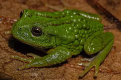 Loài ếch Gastrotheca mittaliiti ở rừng rậm Amazon. (Ảnh: AFP)