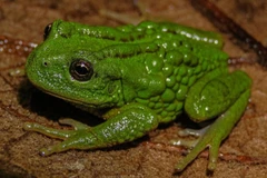 Loài ếch Gastrotheca mittaliiti ở rừng rậm Amazon. (Ảnh: AFP)