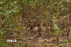 Cây trồng khô héo do hạn hán tại tỉnh Buenos Aires, Argentina. (Ảnh: AFP/TTXVN)