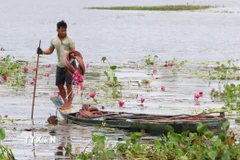 Người dân phường Thới Sơn, tỉnh An Giang, lênh đênh trên những chiếc xuồng nhỏ len lỏi hái bông súng "ma" mùa nước nổi. (Ảnh: Công Mạo/TTXVN)