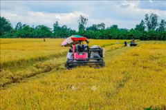 Thu hoạch lúa Hè Thu bằng máy gặt đập liên hợp tại Cần Thơ. (Ảnh tư liệu: Thanh Liêm/TTXVN)