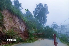 Điểm sạt lở tại Km 397 + 150, quốc lộ 6, tỉnh Điện Biên khiến cây bị đổ chắn ngang đường. (Ảnh: TTXVN phát)