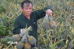Người nông dân xót xa khi nhìn những ruộng dứa đã đến ngày thu hoạch nhưng đành phải bỏ chín nẫu vì giá đã thấp mà vẫn không có người mua. (Ảnh: Hoa Mai/TTXVN)