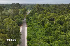 Con đường xuyên rừng Lò Gò-Xa Mát. (Ảnh: Minh Phú/TTXVN)